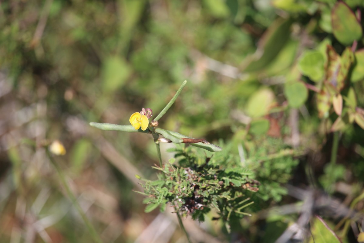 Vigna trilobata (L.) Verdc.